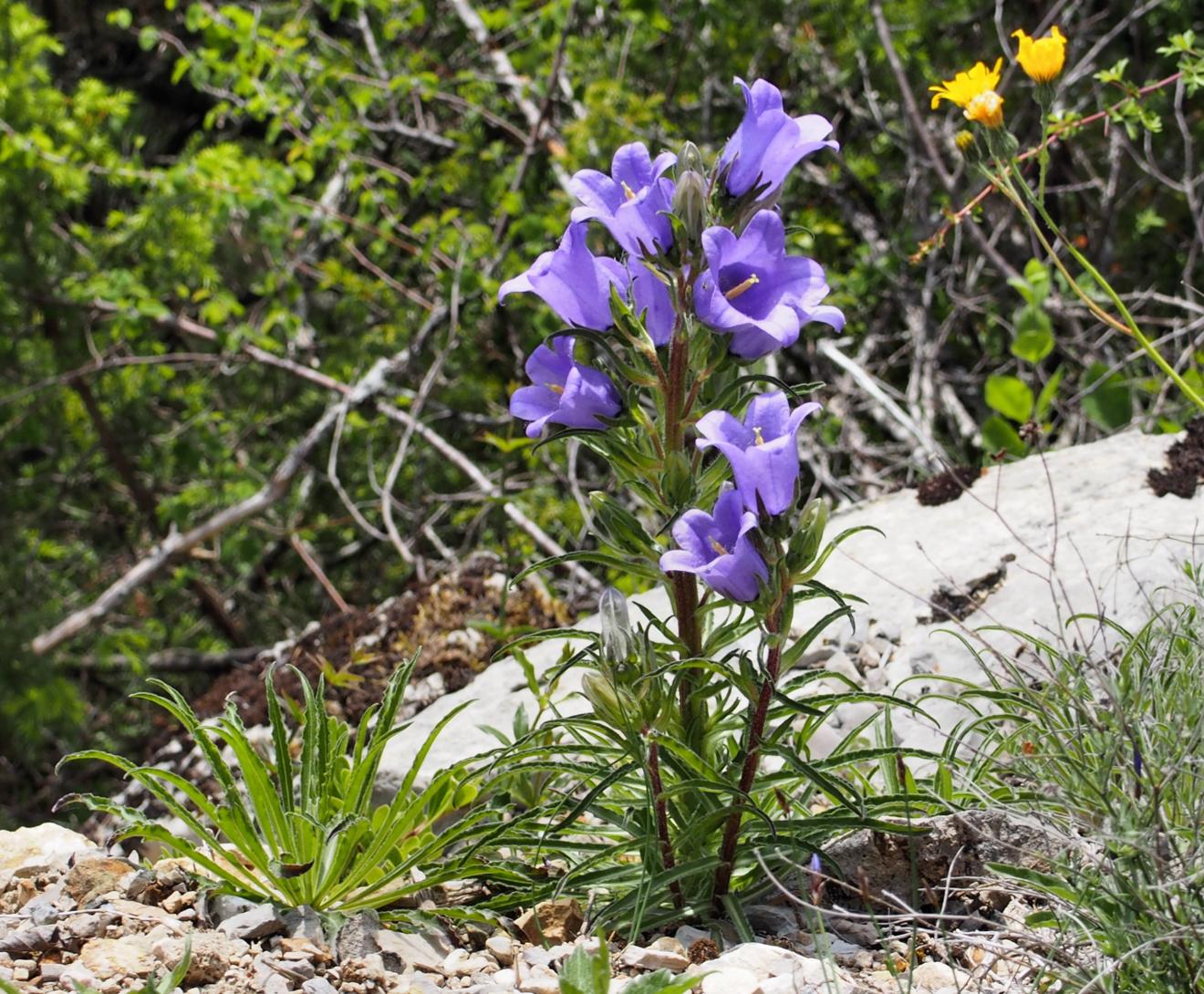 Bellflower, Pyrenean